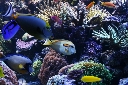 Морской "рифовый" аквариум